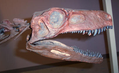 herrerasaurus fossil